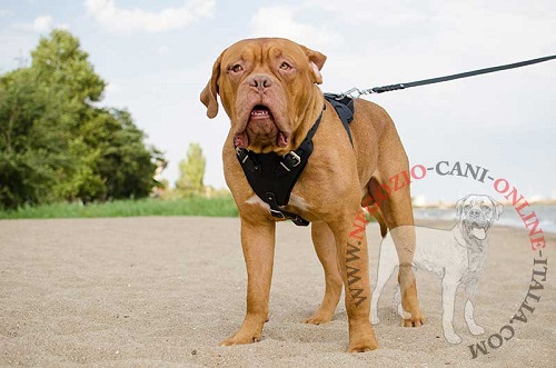 Ottima pettorina in cuoio per Dogue de Bordeaux