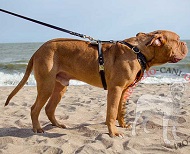 Straordinaria pettorina con semisfere per Dogue de Bordeaux Straordinaria pettorina con semisfere per Dogue de Bordeaux