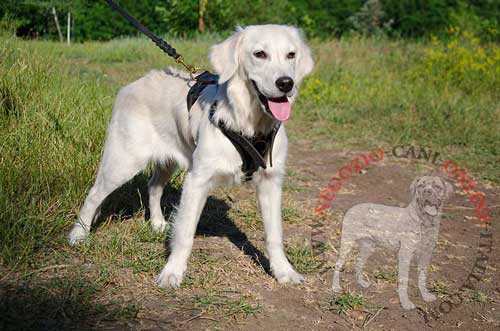 Cucciolo di Golden Retriever con pettorina in cuoio
indosso