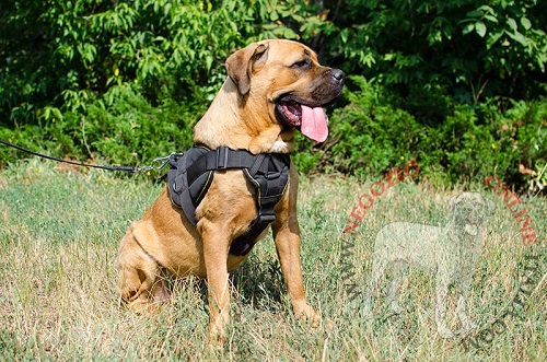 Leggera
pettorina in nylon indossata da Cane Corso