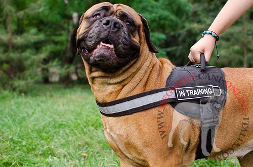 Pettorina con scritta
rifrangente per Bullmastiff