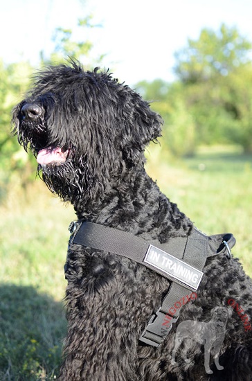 Pettorina in nylon per passeggiate con Terrier Nero Russo