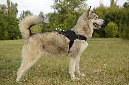 Pettorina multiuso indossata da Alaskan Malamute