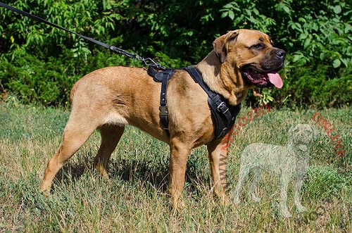 Comoda e pratica pettorina in cuoio per Cane Corso