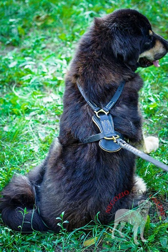 Pettorina con decorazioni indossata da Mastiff