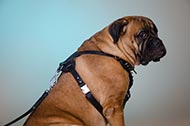 Pettorina in pelle decorata "Voltage spike" per Bullmastiff