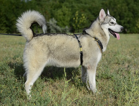 Pettorina in pelle per uscite con Alaskan Malamute