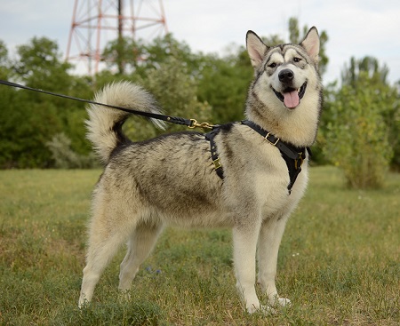 Pettorina in pelle per passeggiate con Alaskan Malamute