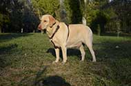Pettorina in pelle rinforzata "Daily Walk" per Labrador