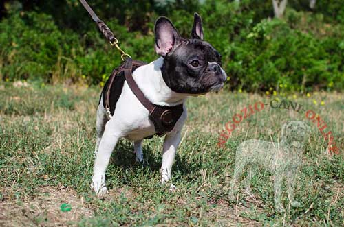 Pettorina in pelle naturale indossata da
Bulldog Francese