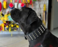 Collare largo in vera pelle "Studded Gift" per Cane Corso