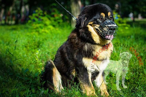 Mastiff con museruola a cestello in metallo indosso