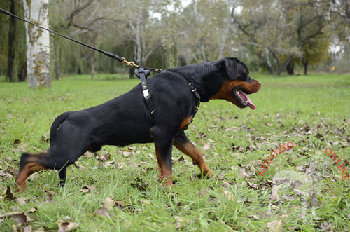 Pettorina in pelle
naturale per addestramento del Rottweiler