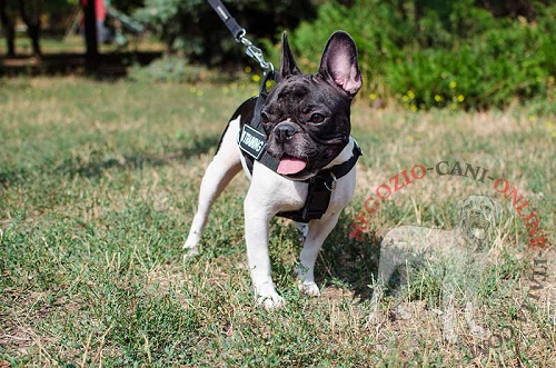 Comoda e pratica pettorina per Bulldog Francese