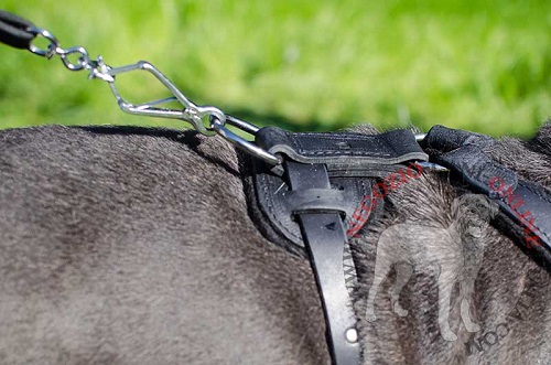 Resistente
pettorina in pelle con maniglia