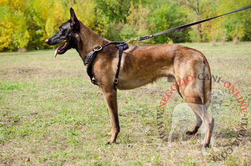 Malinois con bellissima pettorina in cuoio decorata con
borchie a punta