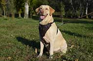 Pettorina in pelle naturale "Working Dog" per Labrador Retriever