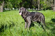 Confortevole pettorina in nylon per Mastino Napoletano