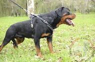 Pettorina decorata in pelle "Voltage spike" per Rottweiler