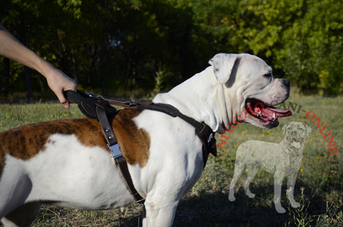 Pettorina
per lavoro con Bulldog Americano