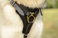 Pettorina in pelle "Let's go & Walk slowly" per Alaskan Malamute Pettorina in pelle "Let's go & Walk slowly" per Alaskan Malamute