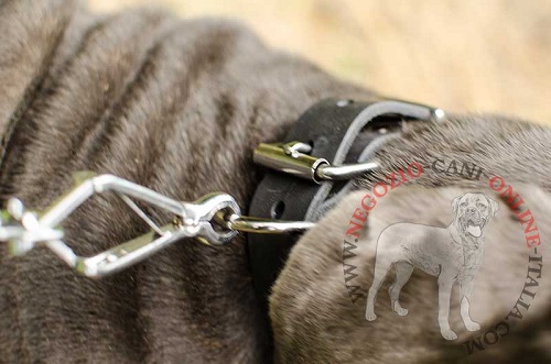 Comodo collare indossato da Mastino Napoletano e attaccato al guinzaglio