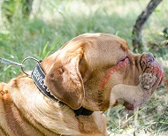 Collare regolabile con scritta speciale per Dogue de Bordeaux