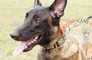 Collare in pelle con decorazioni "Haute Couture" per Malinois Collare in pelle con decorazioni "Haute Couture" per Malinois