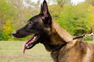 Collare a strozzo in pelle "Conditional Freedom" per Malinois