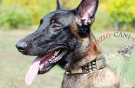 Collare in vera pelle con decorazioni "Monte Carlo" per Malinois