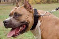 Collare in nylon regolabile "Usability" per Amstaff