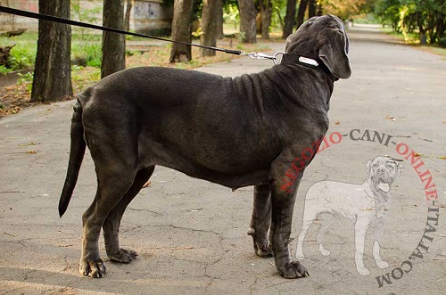 Mastino Napoletano con collare regolabile con
piastrina personalizzata