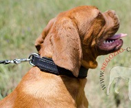 Confortevole collare in cuoio foderato per Dogue de Bordeaux Confortevole collare in cuoio foderato per Dogue de Bordeaux