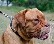 Collare con targhetta personalizzata per Dogue de Bordeaux Collare con targhetta personalizzata per Dogue de Bordeaux