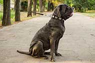 Stupendo collare in nylon per Mastino Napoletano