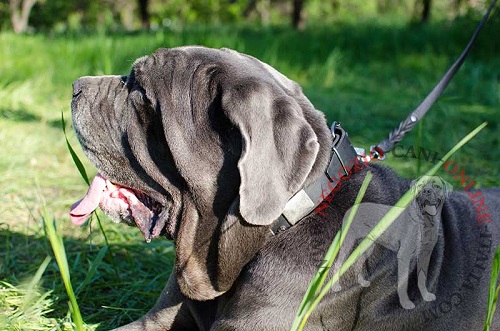 Mastino Napoletano con collare in cuoio decorato
indosso