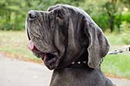 Collare in nylon con borchie a piramidi per Mastino Napoletano