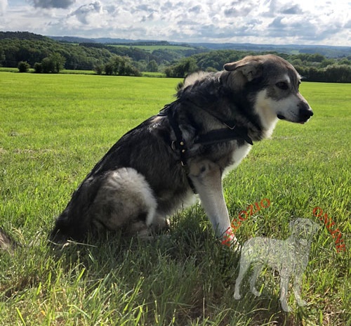 Australian Shepherd con pettorina per passeggiate