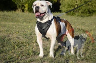 Pettorina in pelle "Working dog" per Bulldog Americano