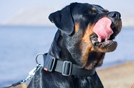 Collare in nylon regolabile "Usability" per Rottweiler