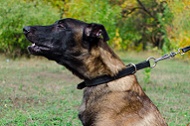 Collare regolabile in pelle "Grass Snake" per Malinois