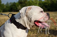 Collare in nylon regolabile "Usability" per Bulldog Americano