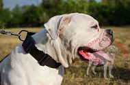 Collare in nylon regolabile "Usability" per Bulldog Americano Collare in nylon regolabile "Usability" per Bulldog Americano