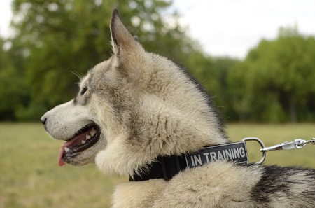 Collare con la scritta speciale indossato
da Malamute