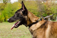 Collare regolabile in nylon "Reliable grip" per Malinois