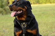 Pettorina in pelle "Let's go & Walk Slowly" per Rottweiler