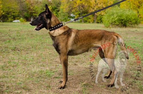 Collare con borchie a piramidi indossato da
Malinois