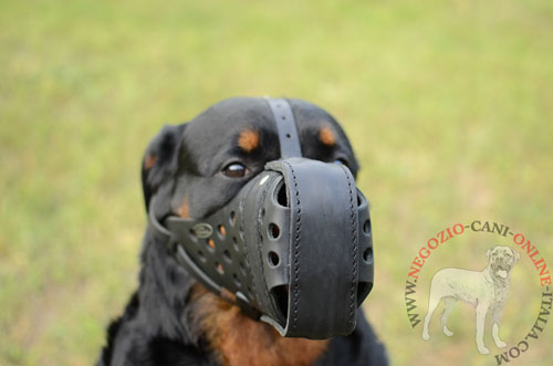 Museruola da attacco per Rottweiler