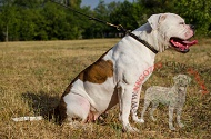 Collare a strozzo in pelle "Large Snake" per Bulldog Americano