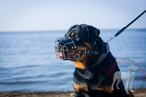 Rottweiler con pratico collare
in pelle indosso